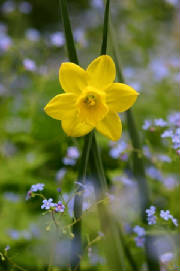 daffodile.jpg